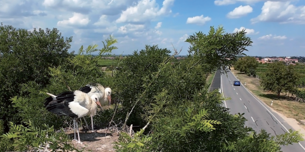 Zpravodaj Zvony Podluží č. 36