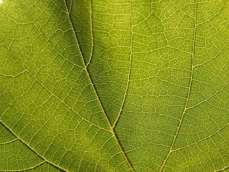 Plesová sezóna na Podluží v plném proudu