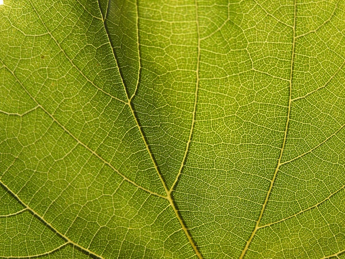 Plesová sezóna na Podluží v plném proudu